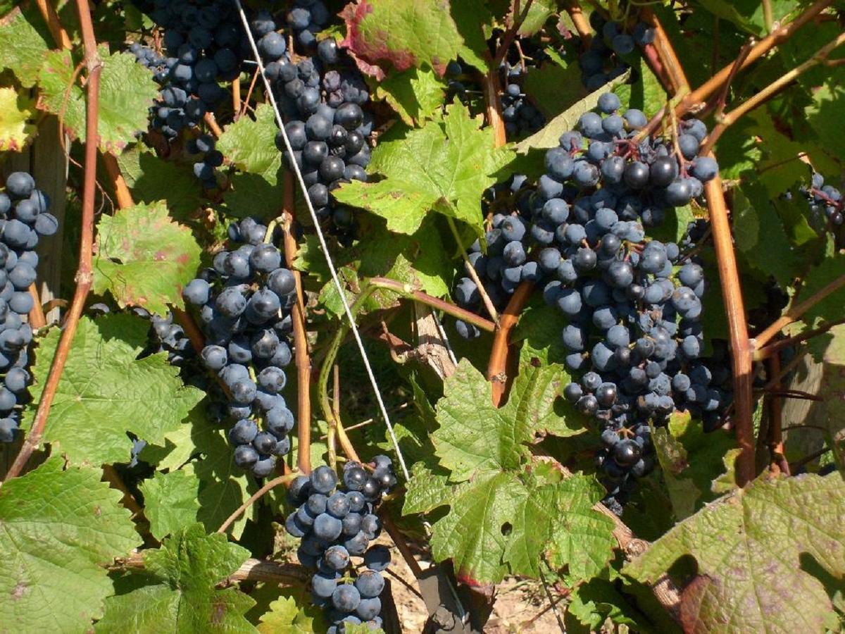 Penzion Winzerhof Spengler Kulsheim Exteriér fotografie